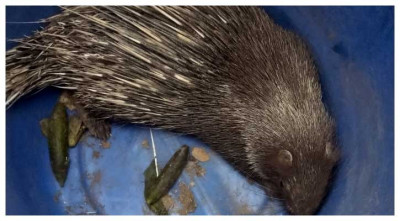 উজিরপুরে গ্রামবাসীর হাতে আটক শজারু বনে অবমুক্ত উজিরপুরে গ্রামবাসীর হাতে আটক শজারু বনে অবমুক্ত