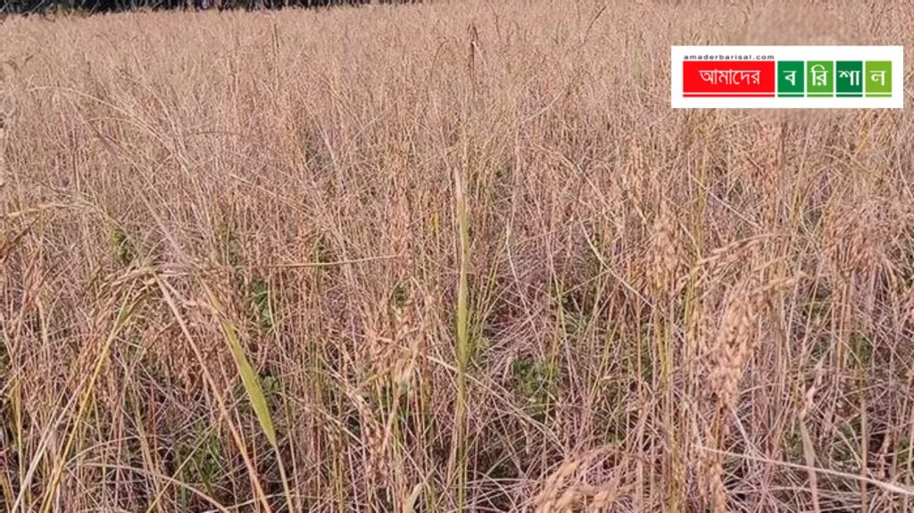 বাউফলে বর্গাচাষীর ধান লুটের অভিযোগ