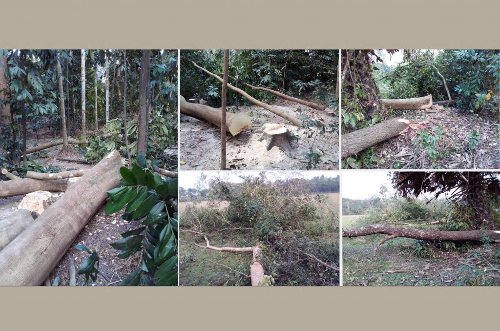 বাউফলে যুবলীগ নেতার নেতৃত্বে অর্ধশত পরিবেশ বান্ধব গাছ কর্তনের অভিযোগ