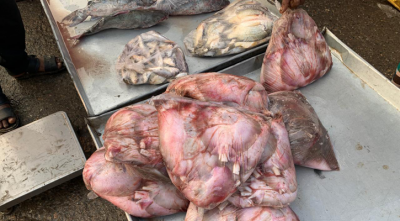 বরগুনায় ২৫০ গ্রাম ওজনের নিষিদ্ধ শাপলাপাতা প্রকাশ্যে বিক্রি বরগুনায় ২৫০ গ্রাম ওজনের নিষিদ্ধ শাপলাপাতা প্রকাশ্যে বিক্রি