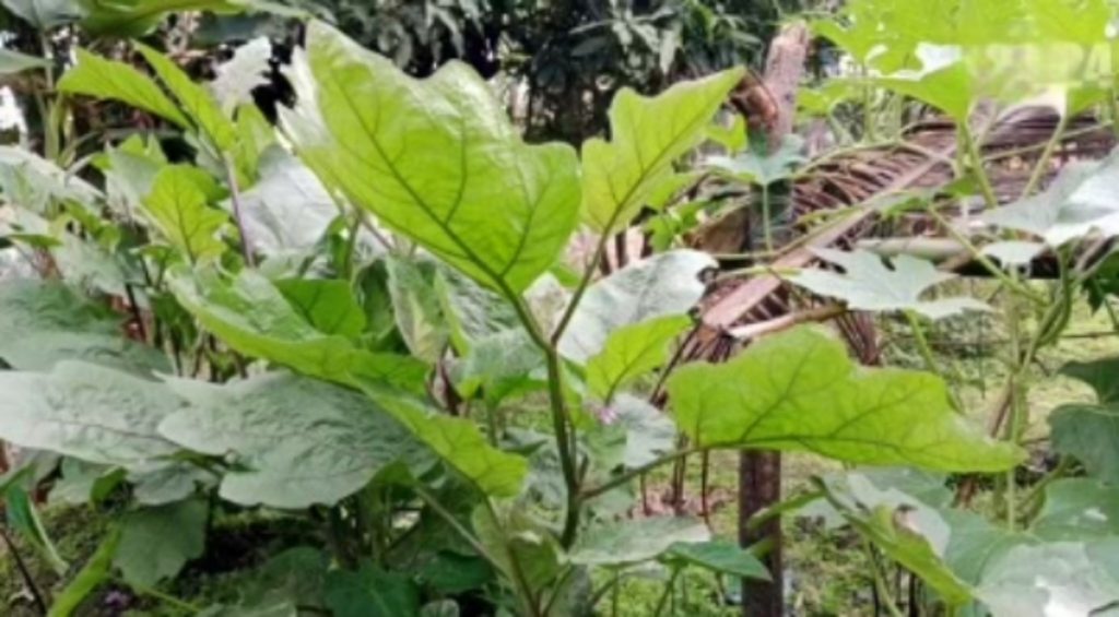 শীত-কুয়াশা তীব্র হলে ঝুঁকিতে পড়বে রবিশস্য, শঙ্কায় কৃষক শীত-কুয়াশা তীব্র হলে ঝুঁকিতে পড়বে রবিশস্য, শঙ্কায় কৃষক