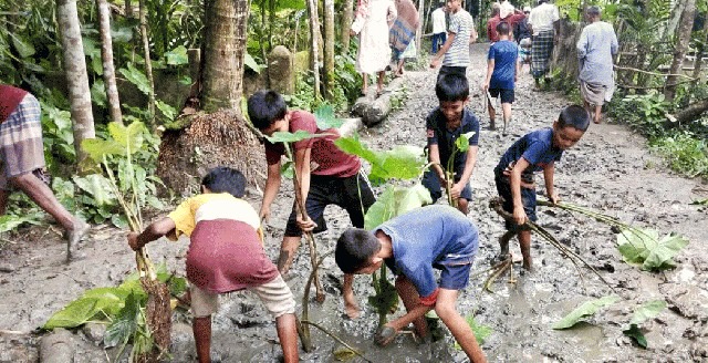 রাজাপুরে রাস্তায় কচুগাছ রোপণ করে প্রতিবাদ