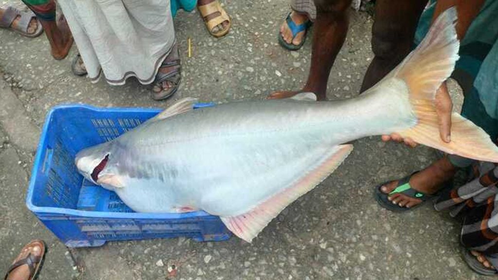 বরগুনায় বড়শিতে ধরা পড়ল সাড়ে ২৩ কেজির পাঙাশ