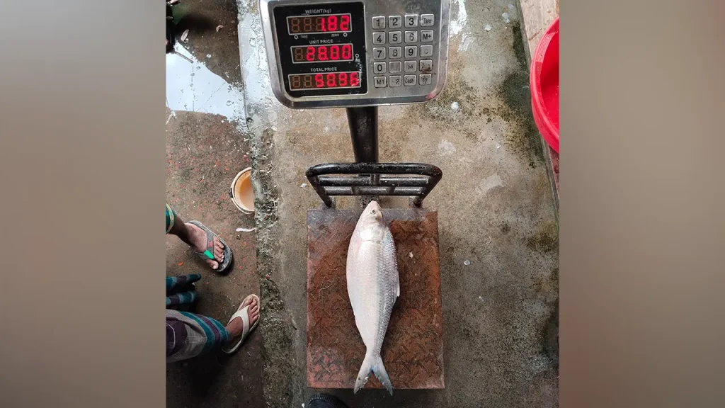 মির্জাগঞ্জে এক ইলিশ বিক্রি ৬ হাজার টাকায়