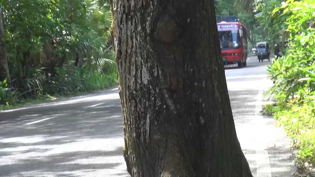 পিরোজপুরে সড়কের মধ্যে গাছের কারণে গাড়ি চলাচলের জো নেই, বাড়ছে মৃত্যু