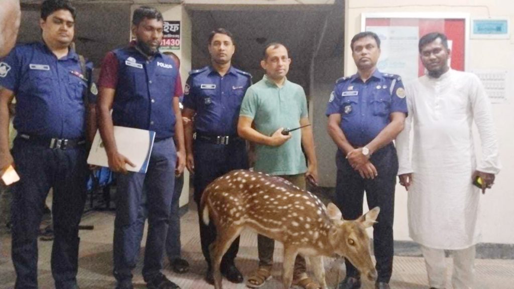 মেঘনার জোয়ারে ভেসে এলো চিত্রা হরিণ!