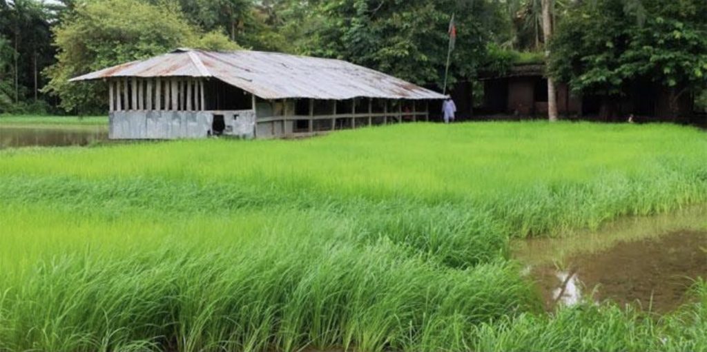 পাথরঘাটায় বিদ্যালয়ের মাঠে বীজতলা, তথ্য সংগ্রহে সাংবাদিকদের বাধা