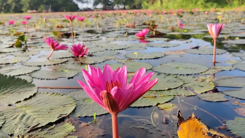 সাতলার নয়নাভিরাম লাল শাপলার বিল