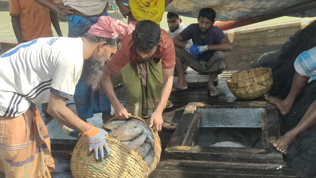 পাথরঘাটায় এক টানে ১৫০ মণ ইলিশ