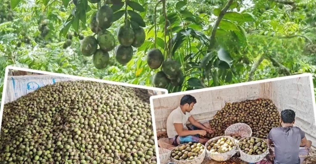 আমড়া উৎপাদনে শীর্ষে পিরোজপুর, মৌসুমে শতকোটি টাকার বিক্রি আমড়া উৎপাদনে শীর্ষে পিরোজপুর, মৌসুমে শতকোটি টাকার বিক্রি