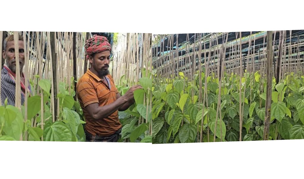 কাঙ্ক্ষিত দাম না পেয়ে হতাশ বরগুনার পান চাষিরা