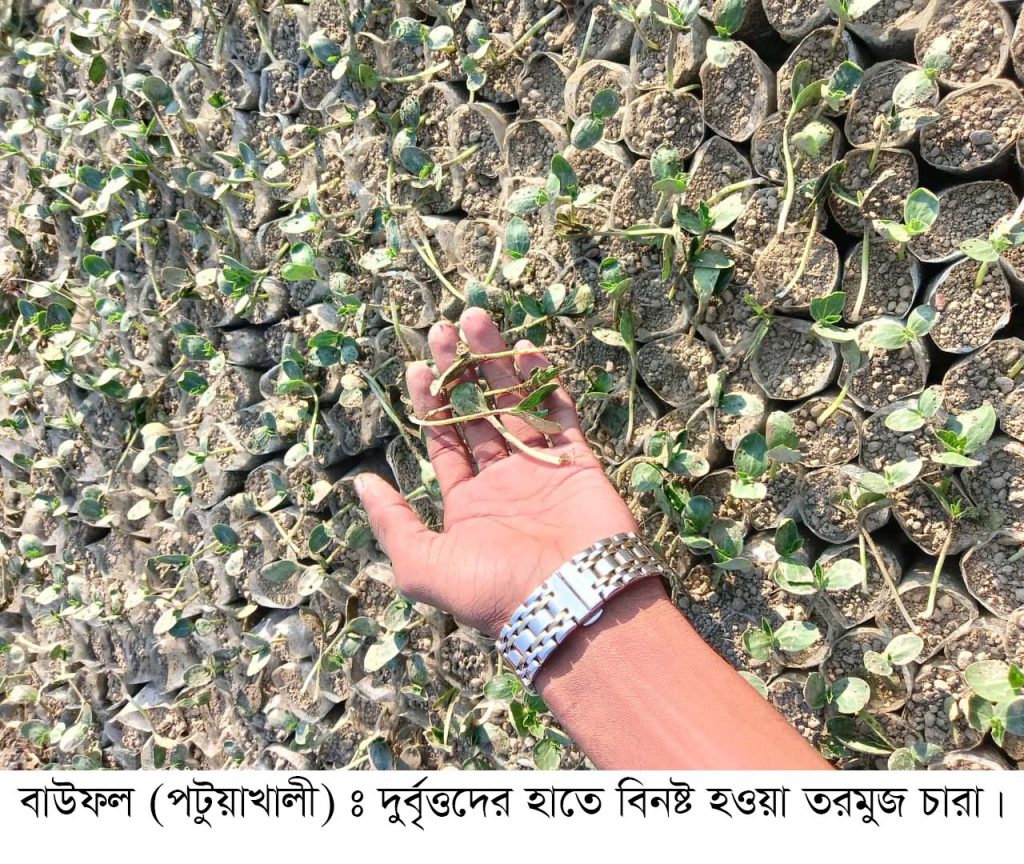 বাউফলে কৃষকের ২০ হাজার তরমুজ চারা বিনষ্ট করেছে দুর্বৃত্ত