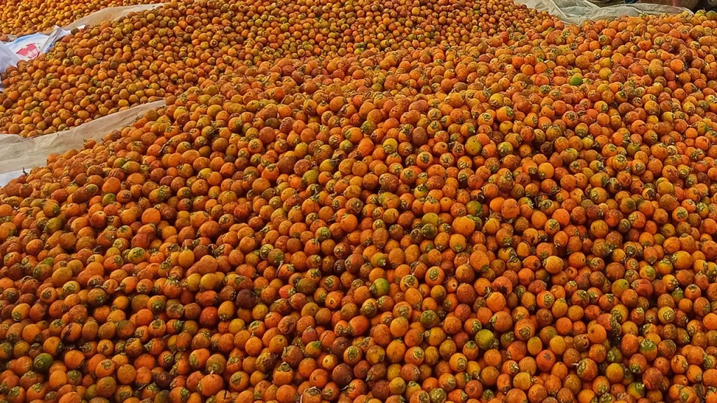 ভারতেও রপ্তানি হচ্ছে পিরোজপুরের সুপারি