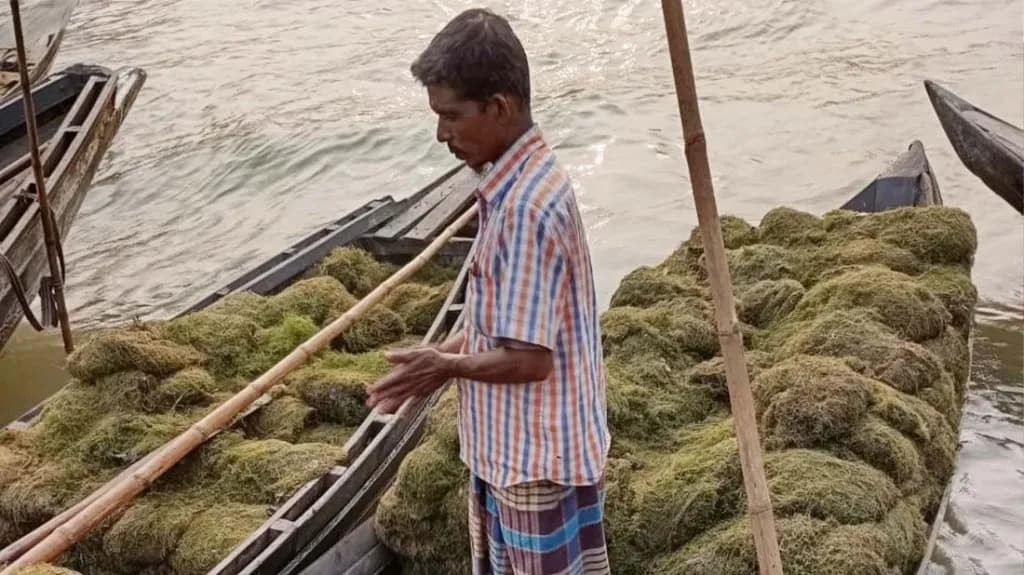 কোটি টাকার শ্যাওলা বিক্রি হয় পিরোজপুরের যে হাটে কোটি টাকার শ্যাওলা বিক্রি হয় পিরোজপুরের যে হাটে