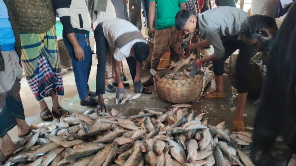 এক টানে মিলল ২০০ মণ ইলিশ এক টানে মিলল ২০০ মণ ইলিশ