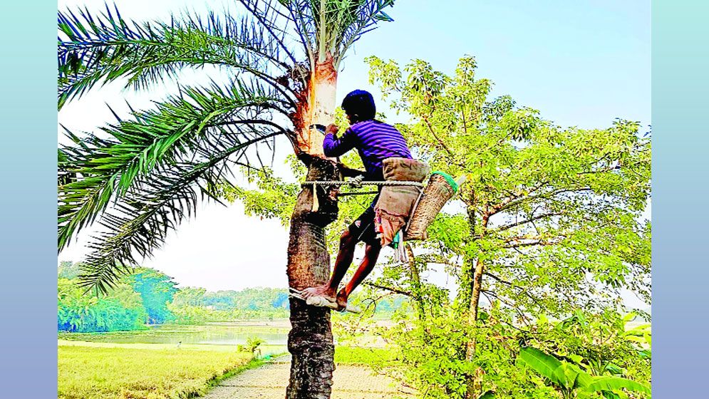 বিলুপ্তির পথে বামনার খেজুরের রস ও গুড় বিলুপ্তির পথে বামনার খেজুরের রস ও গুড়
