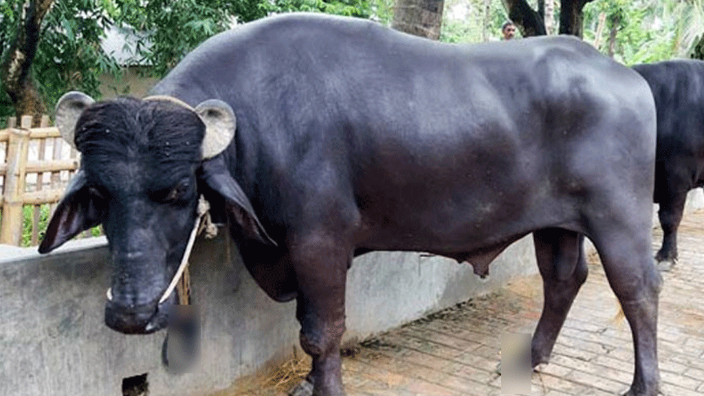 বাউফলে অজ্ঞাত রোগে ৬ মহিষের মৃত্যু বাউফলে অজ্ঞাত রোগে ৬ মহিষের মৃত্যু