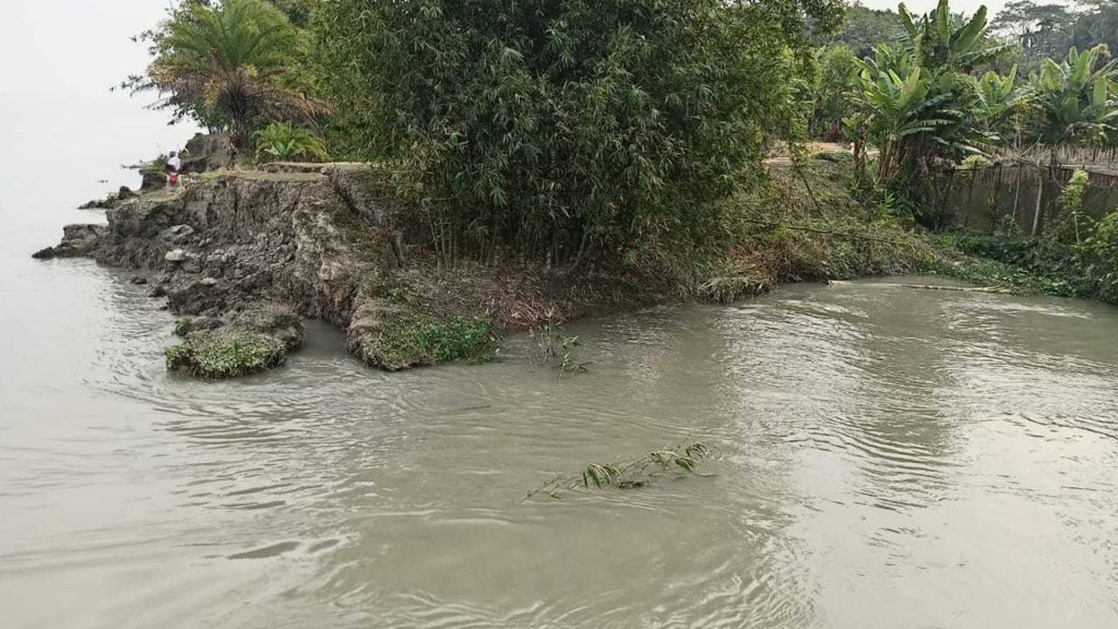 মির্জাগঞ্জে বাঁধ  ভেঙে পানির নিচে ৯০০ একর আমন ক্ষেত, ক্ষতিপূরণ দেবে কে?