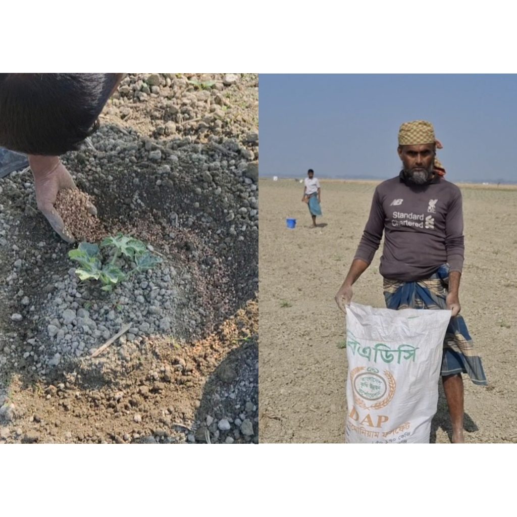 তরমুজ চাষে সার নীতিমালা উপেক্ষা