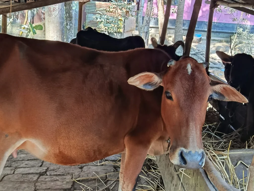 বাউফলে গভীর রাতে গোয়ালঘর থেকে ৪ গরু চুরি