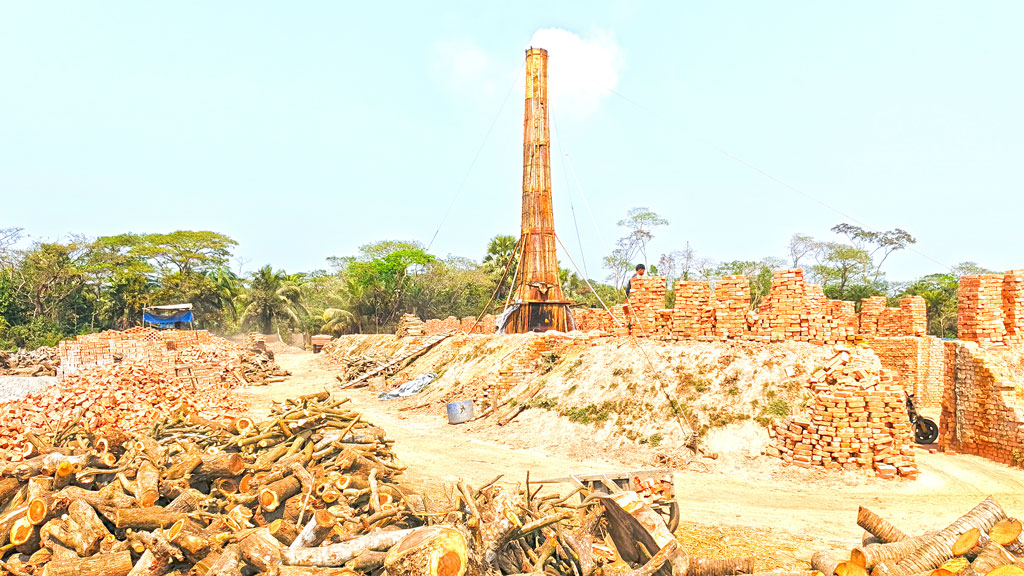 ভোলার চরফ্যাশন: অবৈধ ইটভাটায় পুড়ছে কাঠ