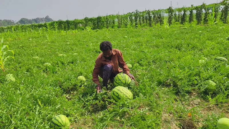পটুয়াখালীতে তরমুজের বাম্পার ফলন, ন্যায্য দাম নিয়ে শঙ্কা