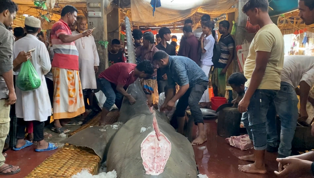 পাথরঘাটায় জেলের জালে করাতি হাঙর, বিক্রি হলো ৮ লাখ টাকায়