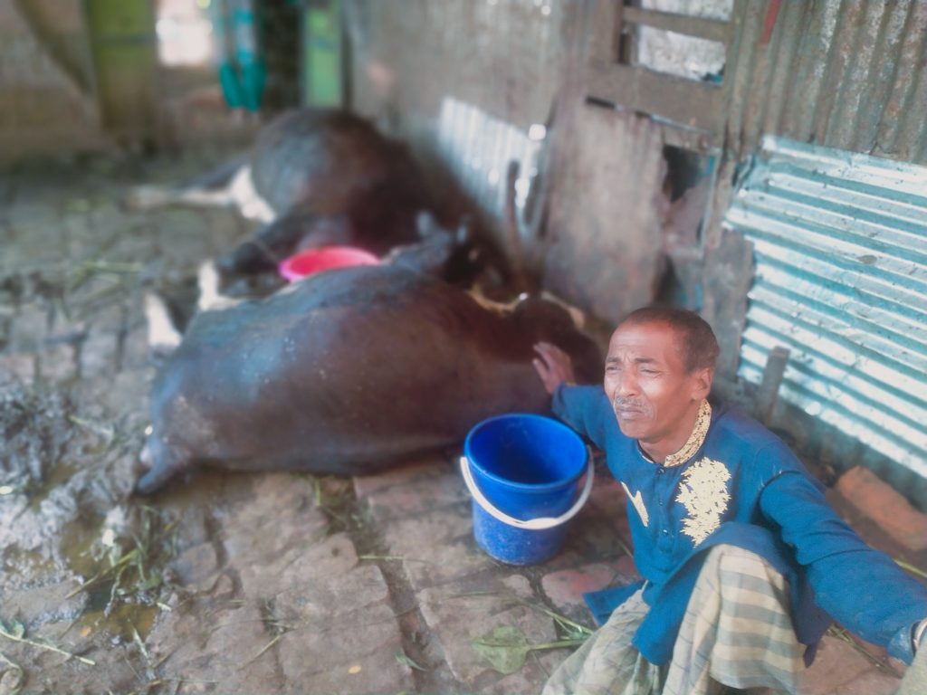 বানারীপাড়ায় বিদ্যুৎস্পৃষ্টে দুটি গাভীর করুন মৃত্যু,অল্পের জন্য মালিকের প্রাণ রক্ষা