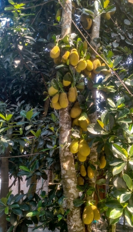 এক গাছে শত কাঁঠাল ! 
