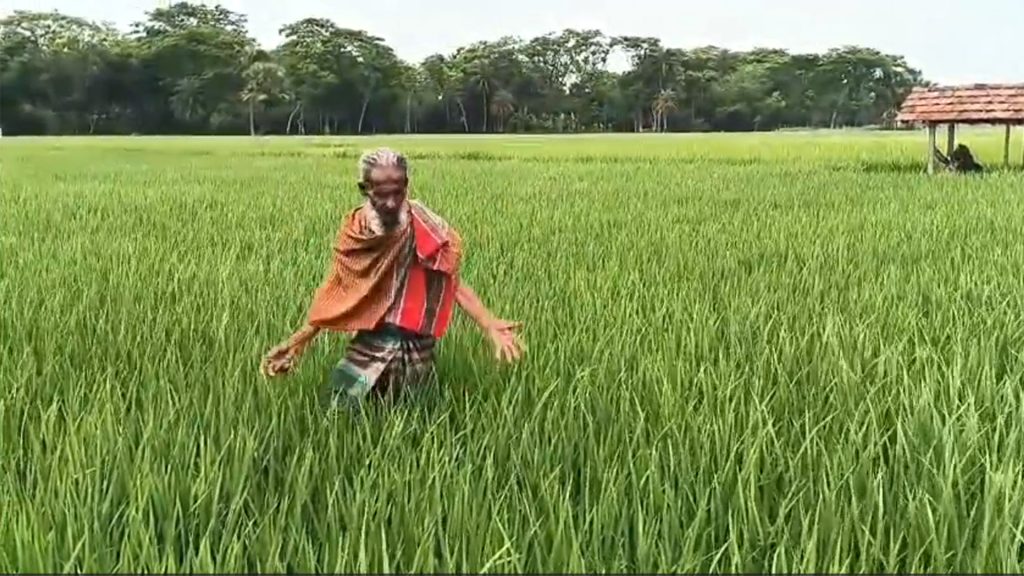 ডিজেল সংকটের প্রভাব কৃষিখাতে, ইরি-বোরো উৎপাদনে নিরুপায় কৃষক