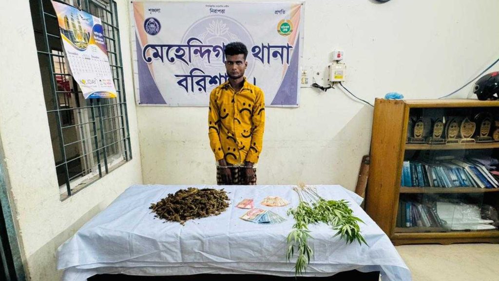 মেহেন্দিগঞ্জে ১৩ গাঁজা গাছসহ মাদক ব্যবসায়ী আটক