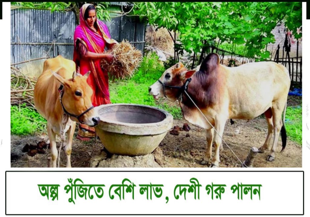 দেশি গরু পালনে বেশি লাভবান ঝালকাঠির খামারিরা