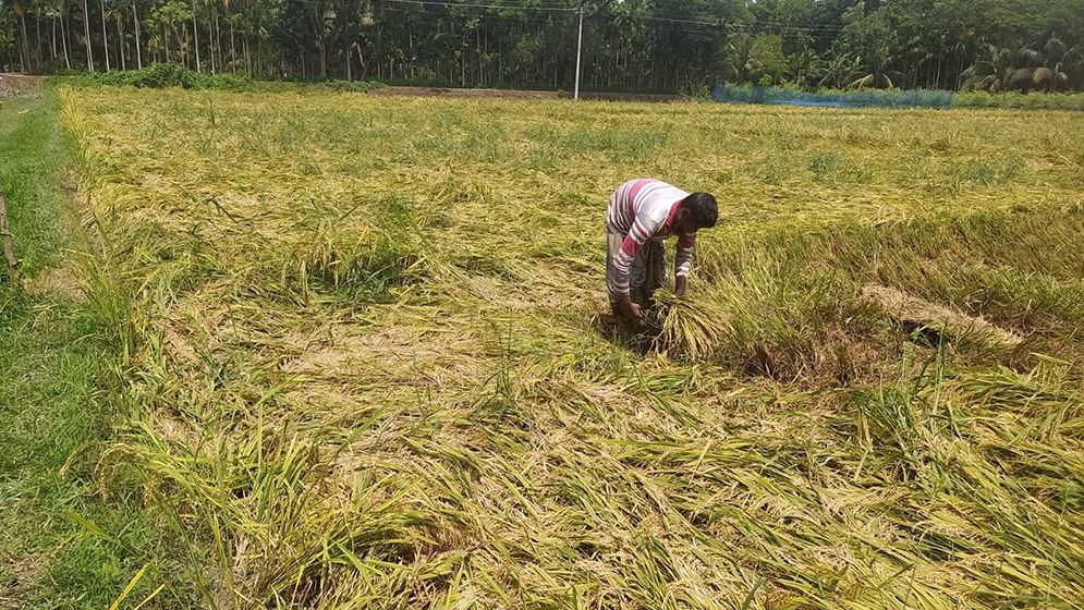 চরফ্যাশনে কালবৈশাখী ঝড় ও টানা বৃষ্টিতে কৃষকের ব্যাপক ক্ষতি