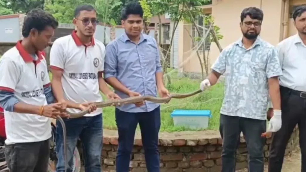 কলাপাড়ায় কালনাগিনী সাপ উদ্ধার 