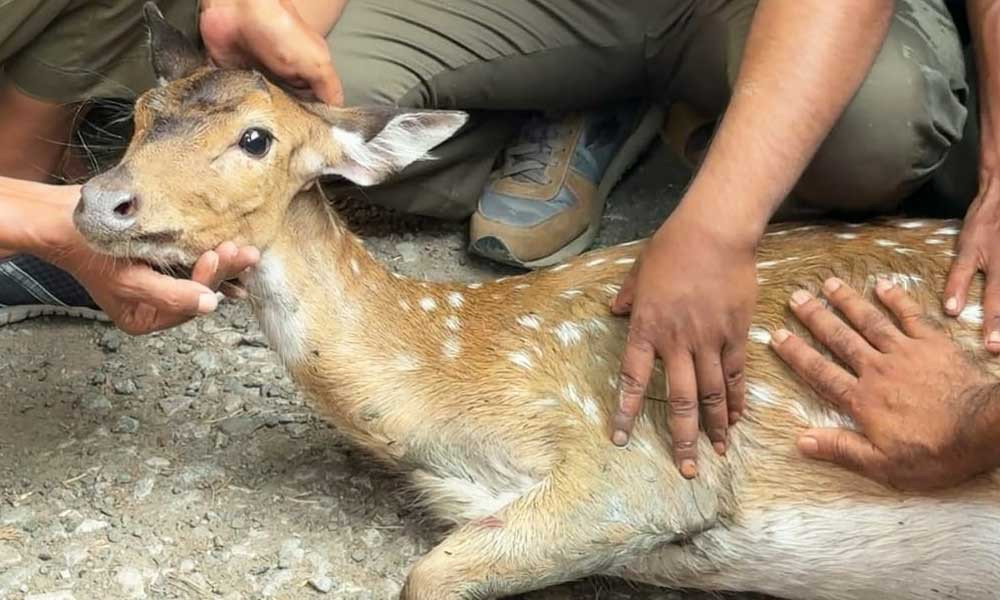 পাথরঘাটায় হঠাৎ লোকালয়ে জোড়া হরিণ, সুন্দরবনে অবমুক্ত