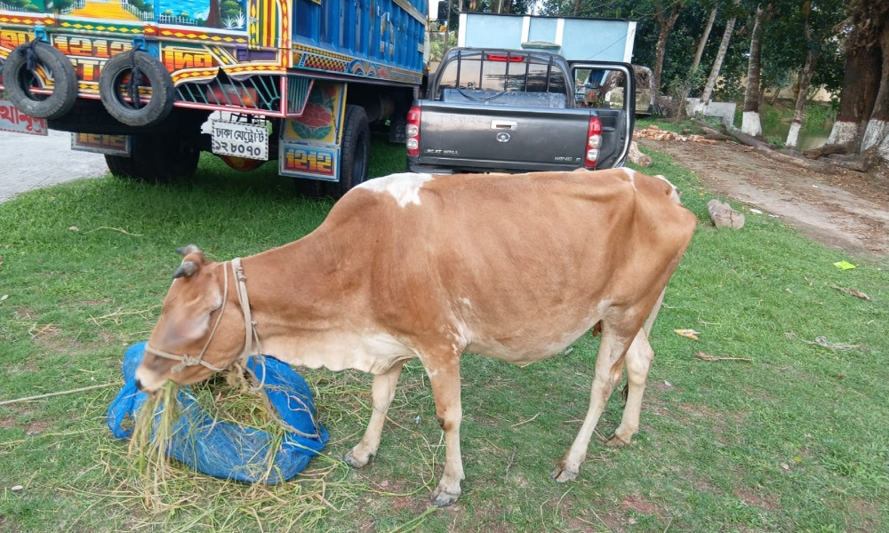 বরগুনায় গরুসহ চোর আটক