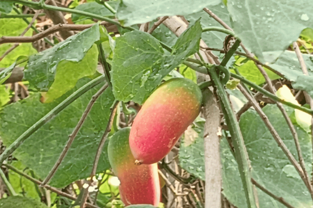 হারিয়ে যাচ্ছে প্রাকৃতিক ইনসুলিন তেলাকুচা