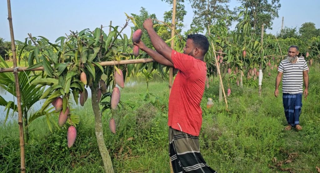 ভোলায় গাছে গাছে বাহারি জাতের আম