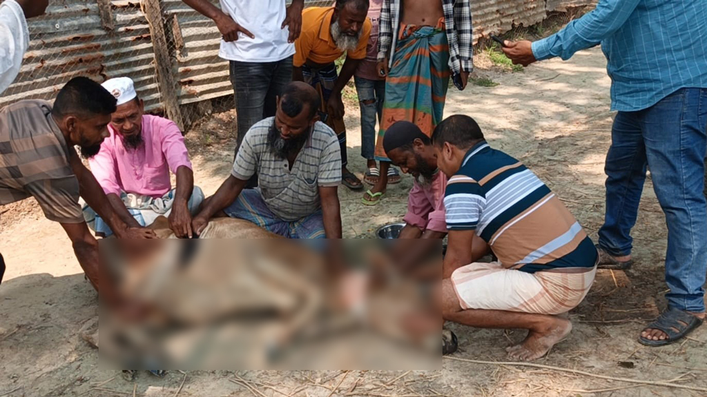 তালতলীতে প্রতিবেশীকে ‘হত্যা’ করতে না পেরে দুই গরুকে কুপিয়ে জখম