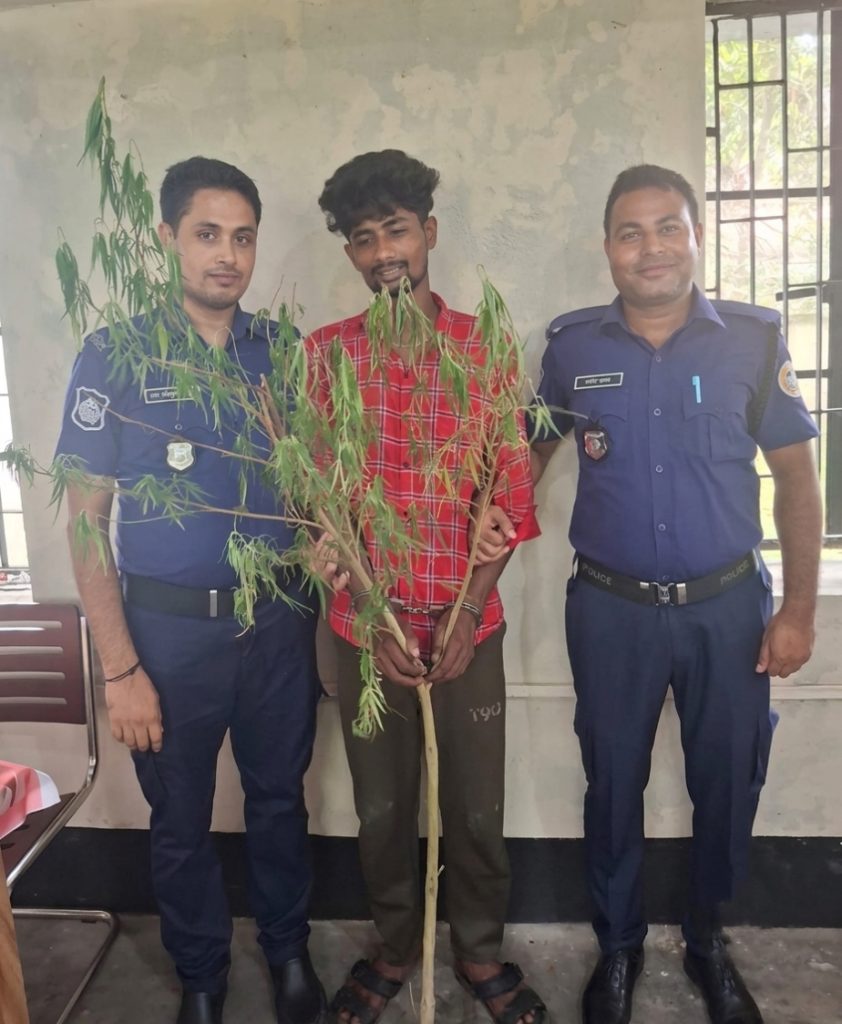 কাউখালীতে গাঁজা গাছসহ যুবক গ্রেপ্তার কাউখালীতে গাঁজা গাছসহ যুবক গ্রেপ্তার