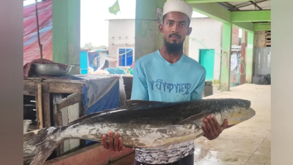 কুয়াকাটায় জেলের জালে ২০ কেজির বিরল সামুদ্রিক শোল
