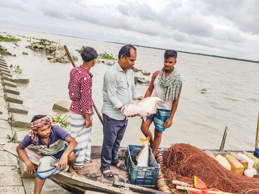 বরিশাল: ভরা মৌসুমেও ইলিশ নেই, জালে বড় বড় পাঙাশ