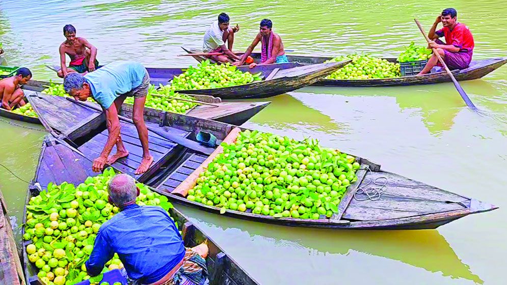 পিরোজপুরের আটঘর কুড়িয়ানা: ভাসমান পেয়ারা বাজার যেন সবুজ-হলুদের ক্যানভাস পিরোজপুরের আটঘর কুড়িয়ানা: ভাসমান পেয়ারা বাজার যেন সবুজ-হলুদের ক্যানভাস