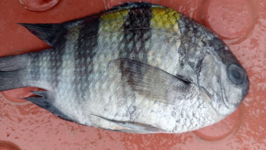 বঙ্গোপসাগরে জেলের জালে ধরা পড়ল ‘সার্জেন্ট মেজর ফিশ’