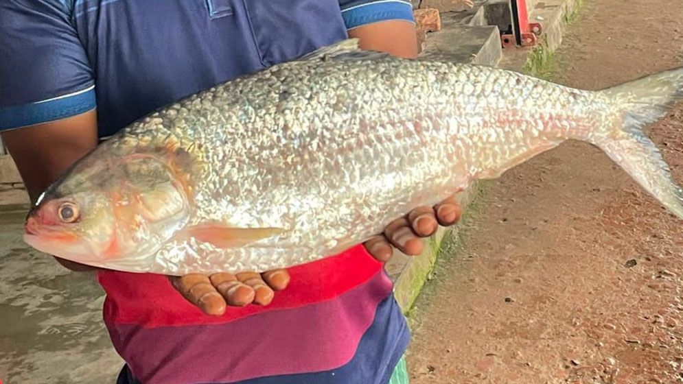 সাগর মোহনায় ধরা পড়ল বড় ইলিশ, চড়া ১৪ হাজার টাকায় বিক্রি