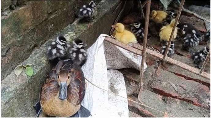 কলাপাড়ায় ৯ ছানাসহ মা বালিহাঁস উদ্ধার