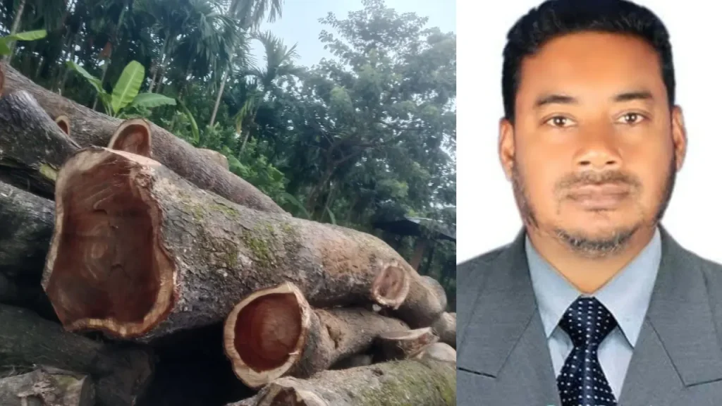 লালমোহনে সরকারি ৪ শতাধিক গাছ কাটার অভিযোগ যুবদল নেতার বিরুদ্ধে